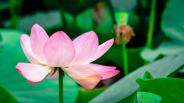 연꽃의 근접 사진입니다. 우아 한 수생 화초들이 연꽃 호수에서 자라고 있다. 불교의 거룩 한 꽃. — 스톡 사진