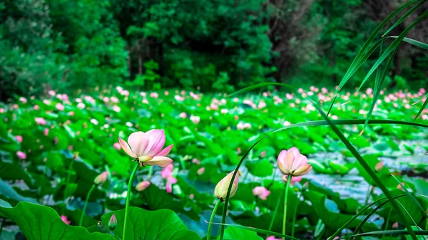 Fundo floral, flores de lótus sagradas florescendo no lago. Flor do budismo na natureza. Foco seletivo — Fotografia de Stock