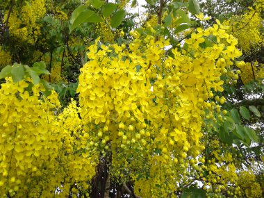 Bahçedeki sarı çiçekler