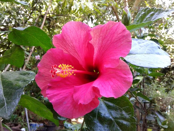 Rosa Hibisco Flor Colorido Jardim — Fotografia de Stock