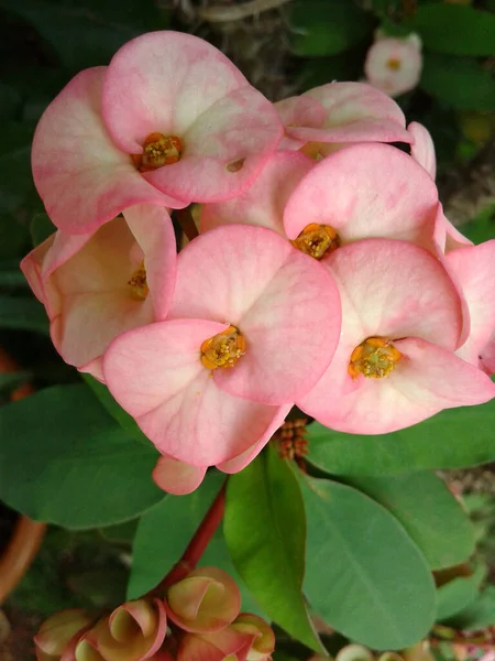 Euphorbia Milii Rosa Flor Blanca — Foto de Stock