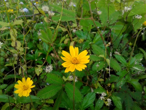 Kleine Gelbe Blume Farbenfroher Garten — Stockfoto