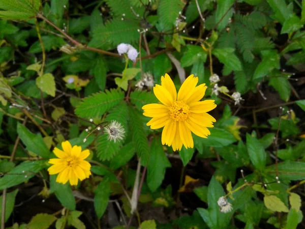 Pequeña Flor Amarilla Colorido Jardín — Foto de Stock