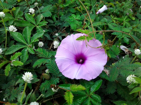 아침의 정원의 보라색 — 스톡 사진