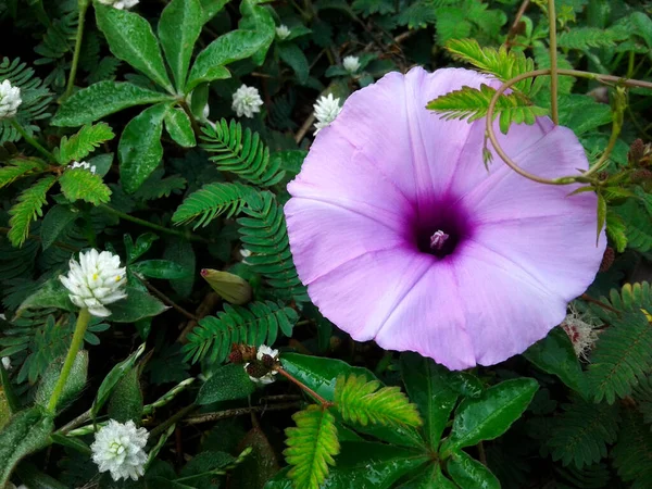 Mañana Gloria Púrpura Flor Jardín — Foto de Stock