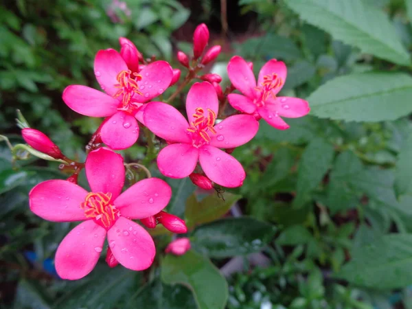 Flores Rosadas Jardín — Foto de Stock