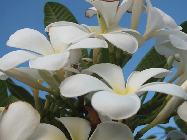 Fontanería Blanca Jardín —  Fotos de Stock