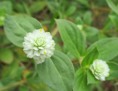 Bahçedeki beyaz çiçek