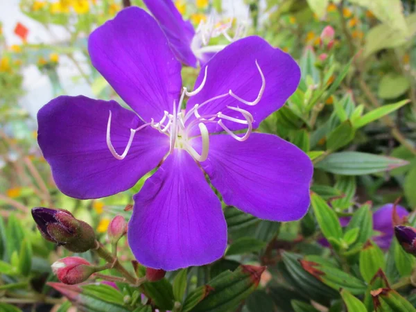 Iris Púrpura Jardín — Foto de Stock