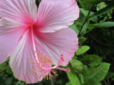 Bahçede pembe amber çiçeği