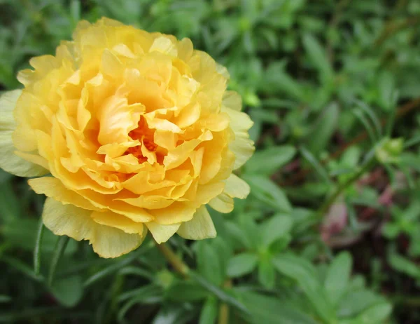 Yellow Dahlia Garden — Stock Photo, Image