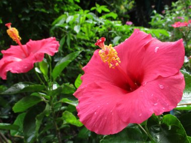   Bahçedeki pembe amber çiçeği                             