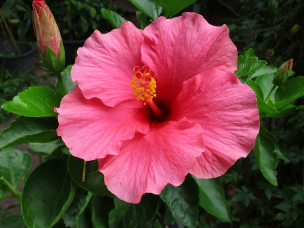 Flor Rosa Hibisco Jardín — Foto de Stock