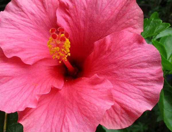 정원에 분홍빛 히비스커스 — 스톡 사진