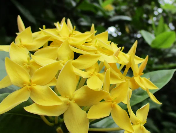 Ixora Amarilla Jardín —  Fotos de Stock