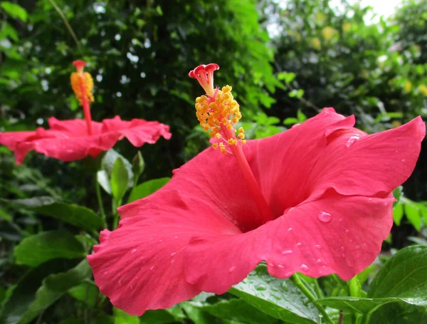 Flor Rosa Hibisco Jardín — Foto de Stock