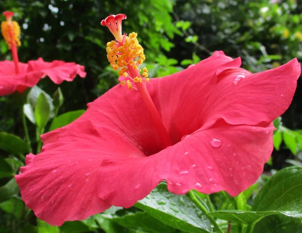 Flor Rosa Hibisco Jardín — Foto de Stock