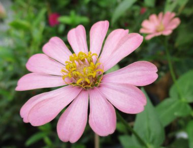 pembe ve beyaz çiçek