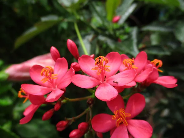 Fiori Rosa Giardino — Foto Stock