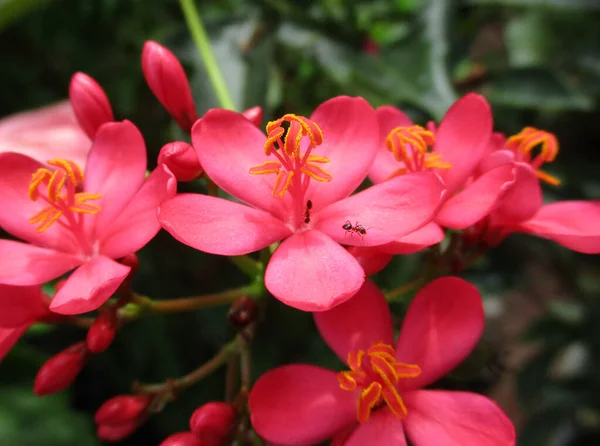 Flores Rosadas Jardín —  Fotos de Stock