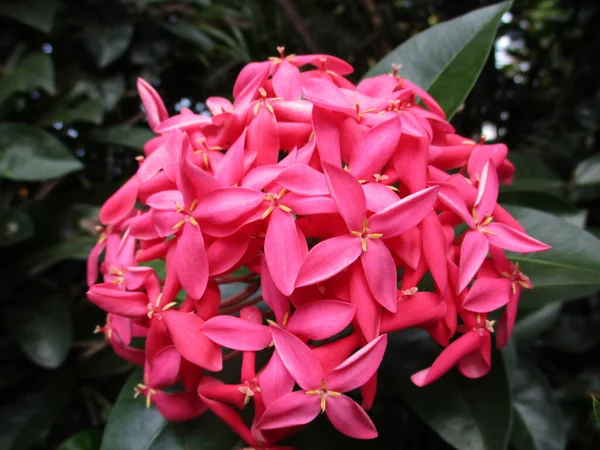 Ramo Belleza Rosa Ixora —  Fotos de Stock