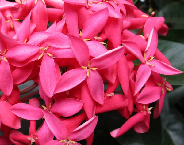 Ramo Belleza Rosa Ixora —  Fotos de Stock