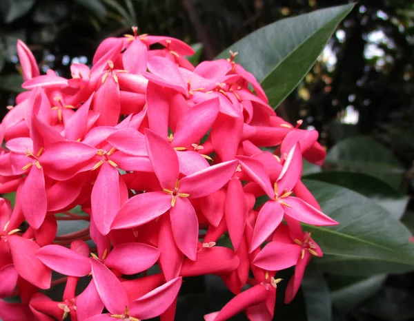 Ramo Belleza Rosa Ixora —  Fotos de Stock