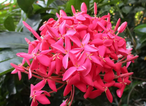 Ramo Belleza Rosa Ixora —  Fotos de Stock