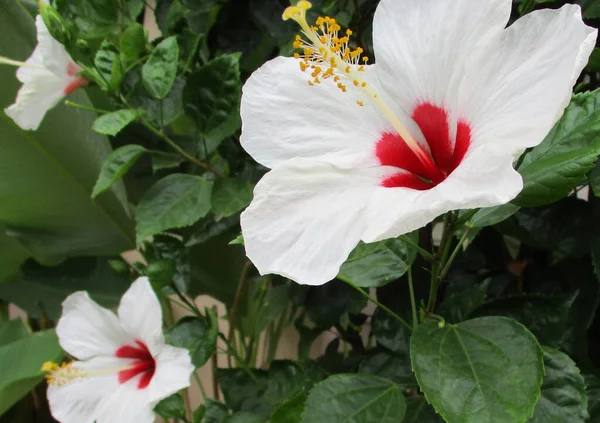 庭の白いハイビスカス — ストック写真