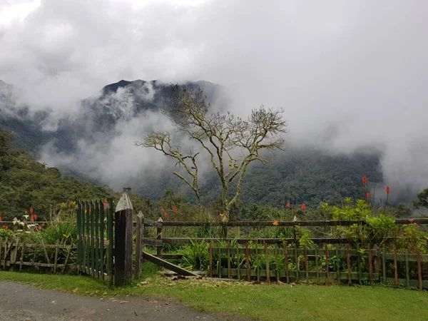 Una Cerca Camino Valle Del Cocora Medio Niebla Salento Colombia —  Fotos de Stock