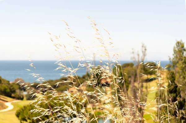 Sarı çimen başakları rüzgardan bükülür bulanık bir park arka planında yürüme ve deniz yoluyla.