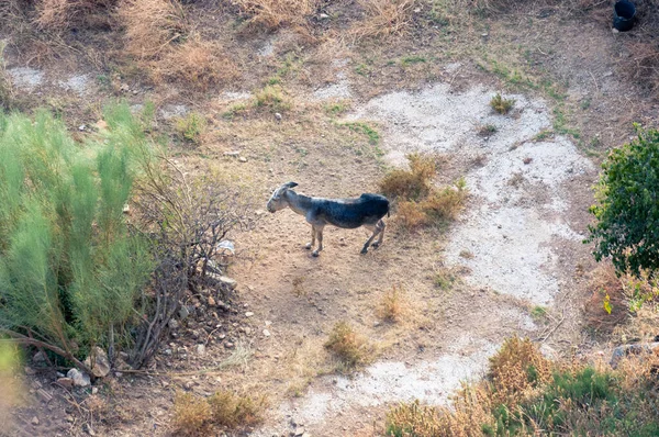 Top View Donkey Stands Sandy Path Grass Next Green Bush — Stock Photo, Image