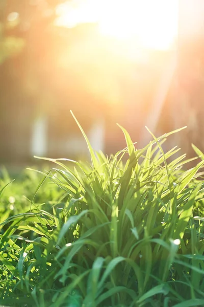 Leaf green grass in sunlight. natural view of the forest. vertical banner — Stock Photo, Image