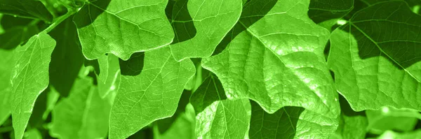 Naaldboom achtergrondverlichting natuurlijk uitzicht op het bos. horizontale banner — Stockfoto