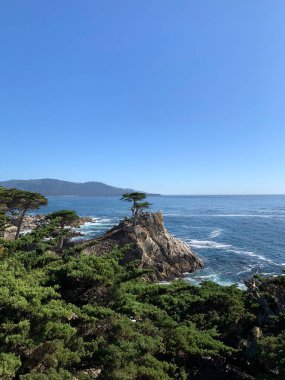 The Lone Cypress, 17 Mile Drive 'dan Kaliforniya, Pebble Beach' te görüldü.