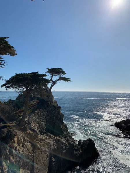 The Lone Cypress, 17 Mile Drive 'dan Kaliforniya, Pebble Beach' te görüldü.