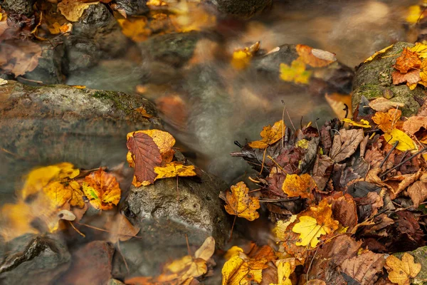 Close Fallen Autumn Leaves Crumpled Piled Bank Stream Beech Locust — Stock Photo, Image