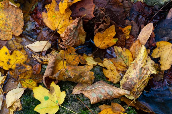 Close-up of fallen autumn leaves, crumpled and piled on the bank of a stream. Beech, locust tree and field maple. In autumn the woods are colored yellow, red and brown, bright and melancholy colors.