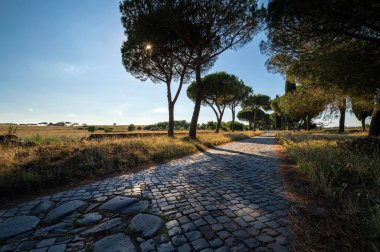 Roma kırsalının manzarası Via Appia Antica 'dan, Roma' dan, İtalya 'dan, bir yaz günü deniz çam ağaçlarının geniş sarı çayır ve bitki örtüsünün üzerinde gölgeler bırakmasıyla çekildi.