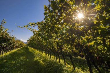 Yazın sonlarında gün batımında şarap mahzeninin yanında olgun kırmızı şarap üzümleriyle donatılmış üzüm bağları. Cavedine Vadisi 'ndeki hasattan önce Trentino Alto Adige, İtalya ve Avrupa' da şarap üretimi