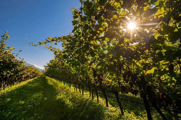 Weinberg Mit Reifen Rotweintrauben Der Nähe Eines Weingutes Spätsommer Bei — Stockfoto