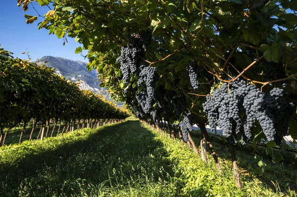 Vineyard with ripe red wine grapes near a winery in late summer before the harvest in the Cavedine valley, production of red wine in Trentino Alto Adige, Italy, Europe