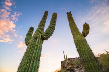 View of Phoenix with  Saguaro cactus clipart