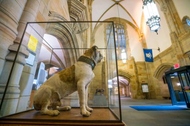Yale Üniversitesi 'Nden yakışıklı dan