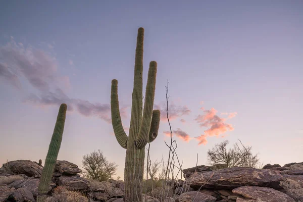 Saguaro kaktüs ile Phoenix görünümü — Stok fotoğraf