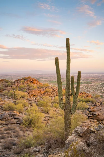 View of Phoenix with  Saguaro cactus — Stock Photo, Image