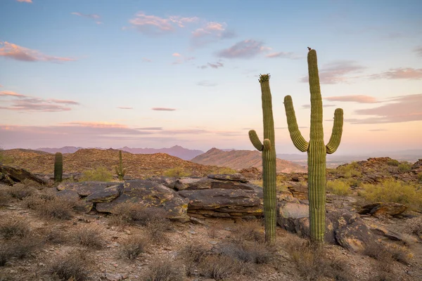 View of Phoenix with  Saguaro cactus — Stock Photo, Image