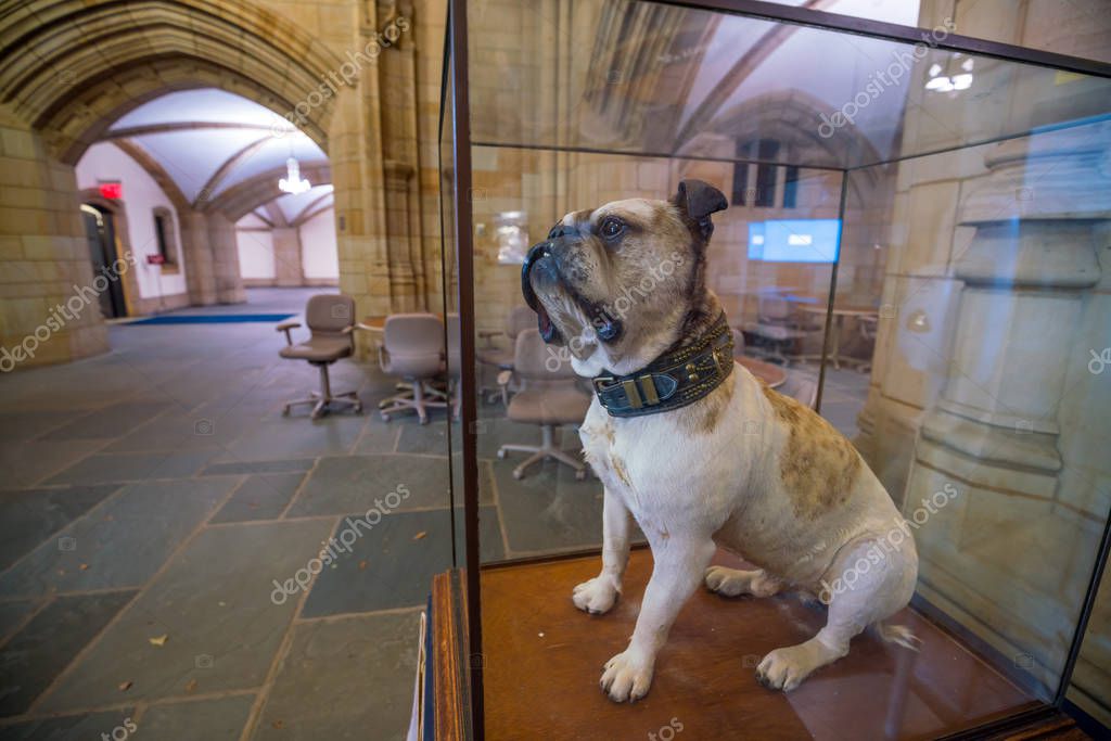 Yale University, New Haven - AUGUST 23: Handsome Dan on August 23, 2016. It is a bulldog who serves as the mascot of Yale University's sports teams in New Haven, Connecticut.