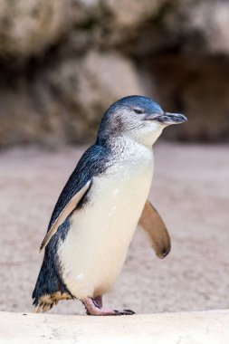 Perth Australia 'daki vahşi yaşam parkındaki penguenler.