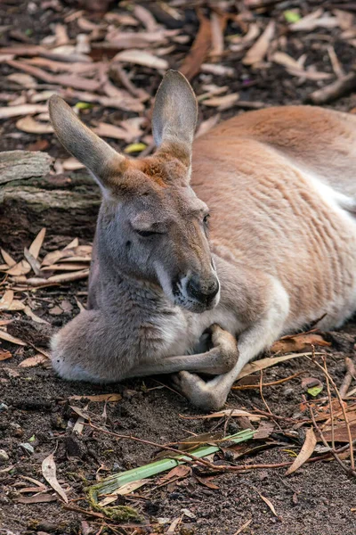 Canguro Con Fondo Natural Perth Australia Occidental — Foto de Stock